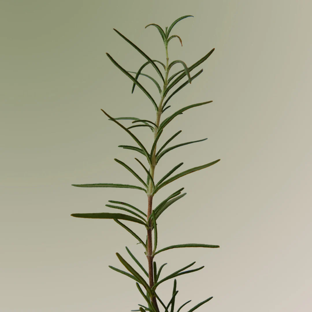 Rosemary Scalp Scaling Shampoo - Image 3